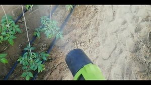 Томат Роял Пинк 100% приживаемость!