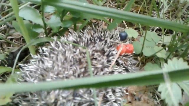 Нашли ёжика в лесу смотреть онлайн