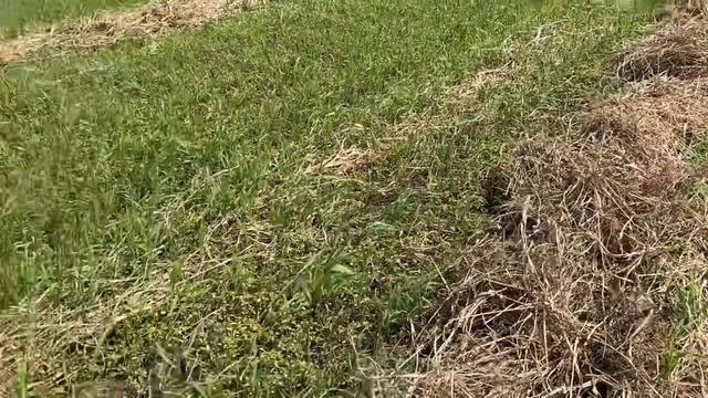 Грабли Harvest WR 8 в деле!!!