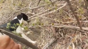 Foi impressionante oque aconteceu nessa aventura🍁Tatu tava quase fora do buraco😮foi ação de mais👏bo