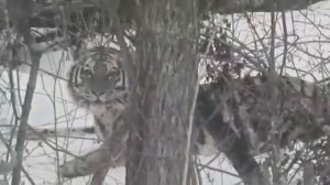 Семейная хроника. Приморский  край , Уссурийска тайга, Прогулка по следам тигра!!!