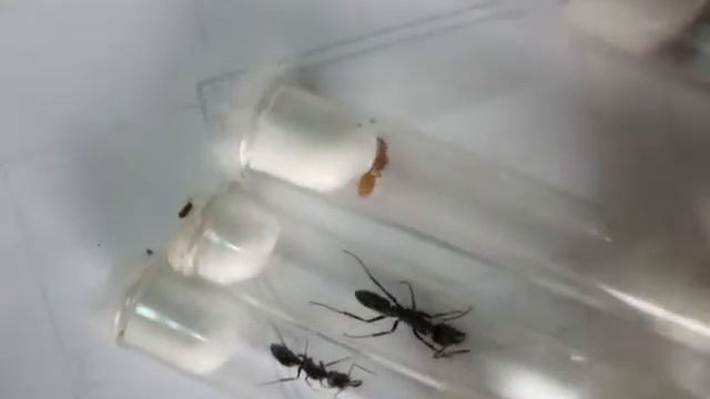 матки муравьёв пойманные 8 мая 2018 смотреть онлайн