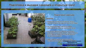 7. Подготовка и высадка саженцев винограда в открытый грунт