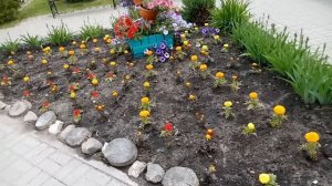 Как Красиво оформить клумбу цветами/ Необычные Варианты оформления цветника