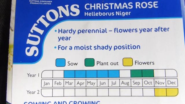Christmas Rose Seeds - Helleborus niger - Jólarós - Kristrós - Blómafræ смотреть онлайн
