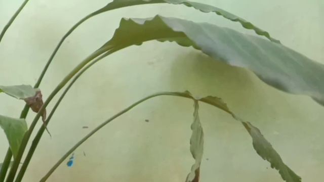 Tanaman hias dan unik "Bunga Anthurium" смотреть онлайн