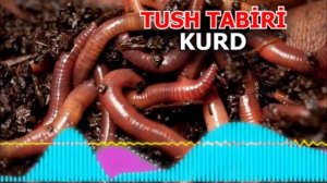 kurt tush - Tushda kurt ko'rsa - Tushda kurt ko‘rish nimani anglatadi - ТУШДА ХАШОРАТ КУРСА