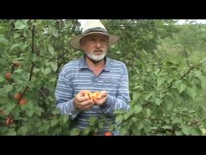 абрикос Амур Шлихта