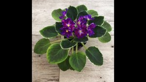 ВаТ-Маяк  химера