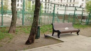 Дрозды гоняют ворону 8 мая 2020