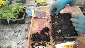 Колеус Чёрный дракон из семян. Пикировка