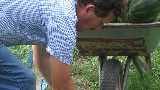 Выращивание арбузов в Средней Полосе России. Пензенская область.