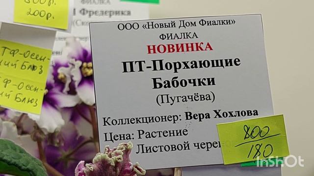 20.12.23./НОВИНКИ/Выставка фиалок в Доме фиалок#фиалки#выставка#домфиалки# смотреть онлайн