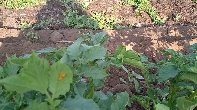 Полив картошки напуском.