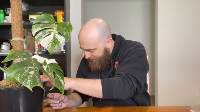 How to Propagate Monstera Albos the EASY WAY! | Monstera deliciosa 'Albo' Borsigiana Propagation смотреть онлайн