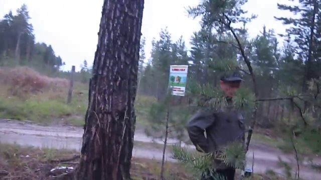 Найдем в лесу зверей Рыси,кабана,медведя смотреть онлайн