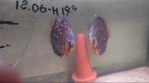 Производители