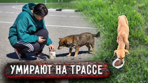 ПОГИБАЮТ НА ТРАССЕ. Вывезенные собаки в опасности, девочка совсем истощена, нам нужен очень СЕТКОМЕТ