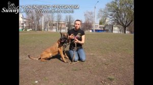 Как выгуливать собаку во время карантина? Можно ли гулять с собакой и как правильно это делать?