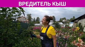 ЗАЛИВАЕТ!  Как и  чем спасти растения от черной тли в сырое лето.