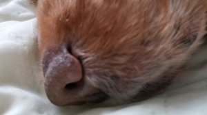 Сладких снов