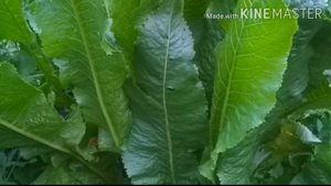 Какую траву едят кролики//МоИ УшАсТыЕ ДрУзЬЯ