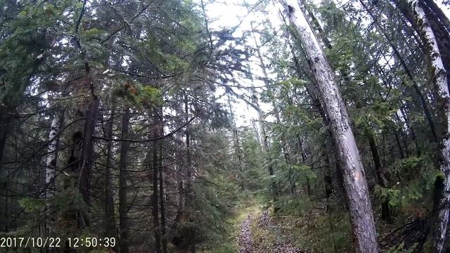 Конная охота. Лошадь чуть не убила лайку. смотреть онлайн