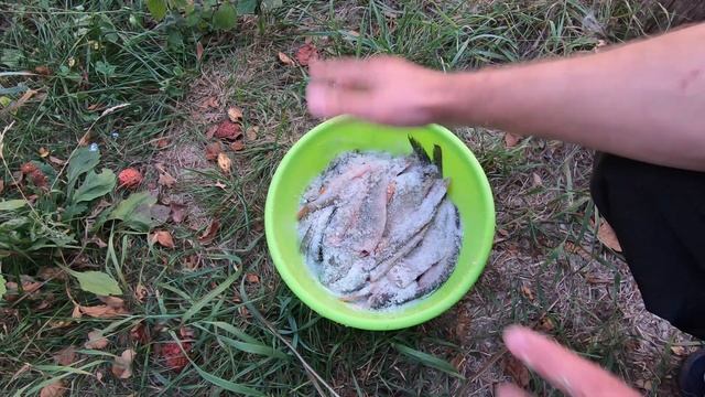 Вяленый карась без запаха, пошаговый рецепт. Рецепт вяленого карася. ВЯЛЕНЫЙ КАРАСЬ.