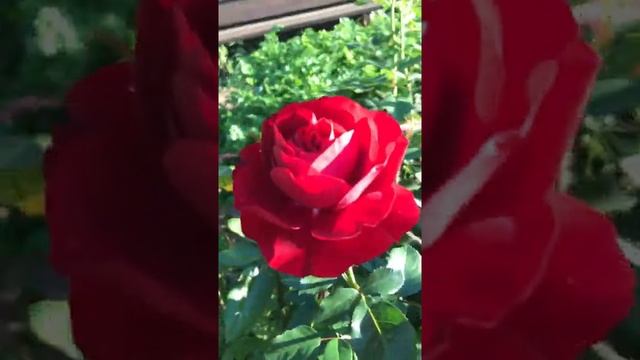 Роза Бордо
