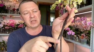 орхидея без корней НАРАСТИТЬ КОРНИ орхидее проверенным ВАРИАНТОМ