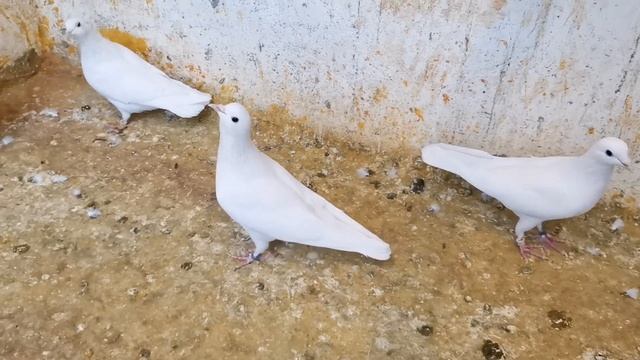 Голуби что я им даю и как их содержу все просто. Pigeons what I give them and how I keep them. смотреть онлайн