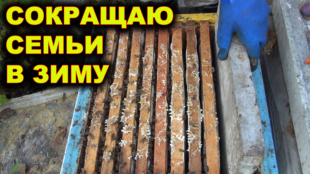 Сокращаю семьи в зиму.