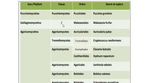 -Les basidiomycota -partie 3