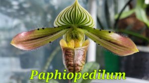 Сезонное цветение Paphiopedilum.