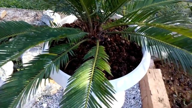 cycas revoluta garden ideas sago palm смотреть онлайн