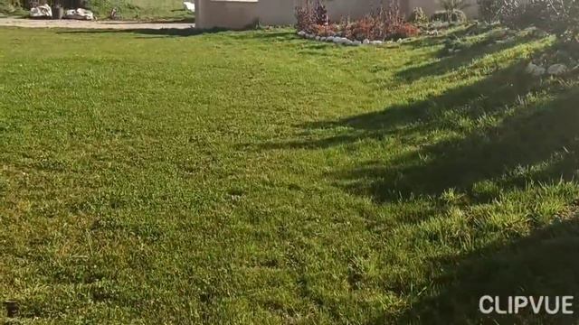 ПРОДОЛЖЕНИЕ ПРО ОСЛИКА ПЕДРО ИЛИ ЖЕ ЗВЕРСКИЕ КРЫСО-КРОТЫ смотреть онлайн