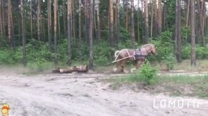 Самый большой конь! Советский тяжеловоз. Между нами тает лед.