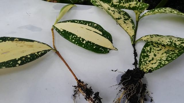 Stem Cutting - Propagation of Dracaena Florida and Dracaena Surculosa (Milky Way) - house plant смотреть онлайн
