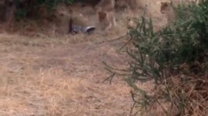 Вот Почему Это Животное Самое Бесстрашное. МЕДОЕД