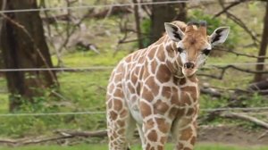 New Giraffe Calf at the Bronx Zoo