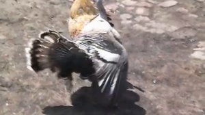 Задиристый петух против задиристого индюка. Юмор