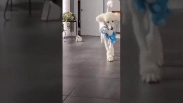 Toy Trot смотреть онлайн