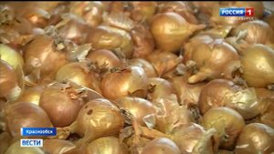 Учёные селекционеры Новосибирска вывели новые сорта «лука для гурманов»