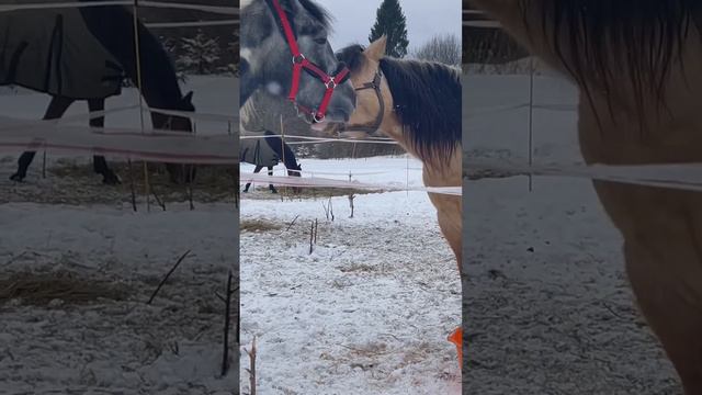 13 февраля 2023 г. #4k, #funny, #horse, #лошади,  #funnyvideo