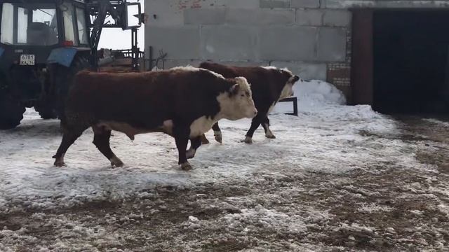 Быки Производители Герефордской Породы 3 года
