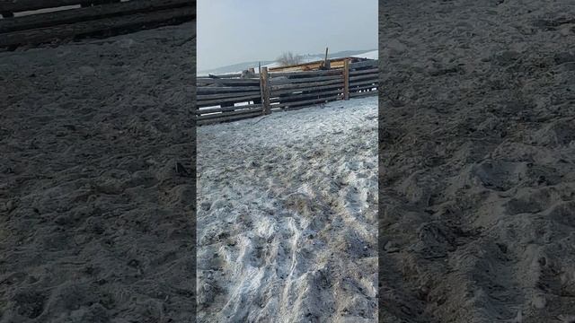 Сортировка лошадей смотреть онлайн