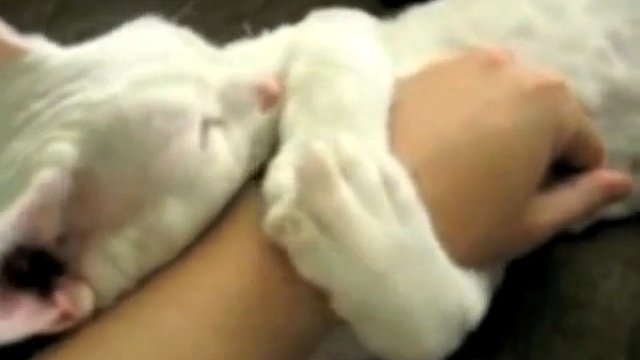 Котик обнимает руку... Так мило!