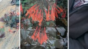 Я очарована! Знакомьтесь - не новинка, но бесподобная красавица - Фуксия Gartenmeister Bonstedt