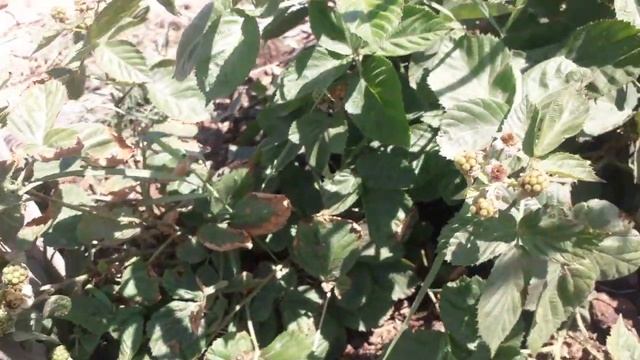 2 июля 2020 г. ЕЖЕВИКА КИЙОВА, КИЙОВА ҚАРАҚАТЫ, смотреть онлайн