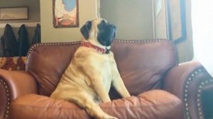 ЛУЧШИЕ СОБАКИ ДЛЯ ОХРАНЫ / 10 ПОРОД ОХРАННИКОВ